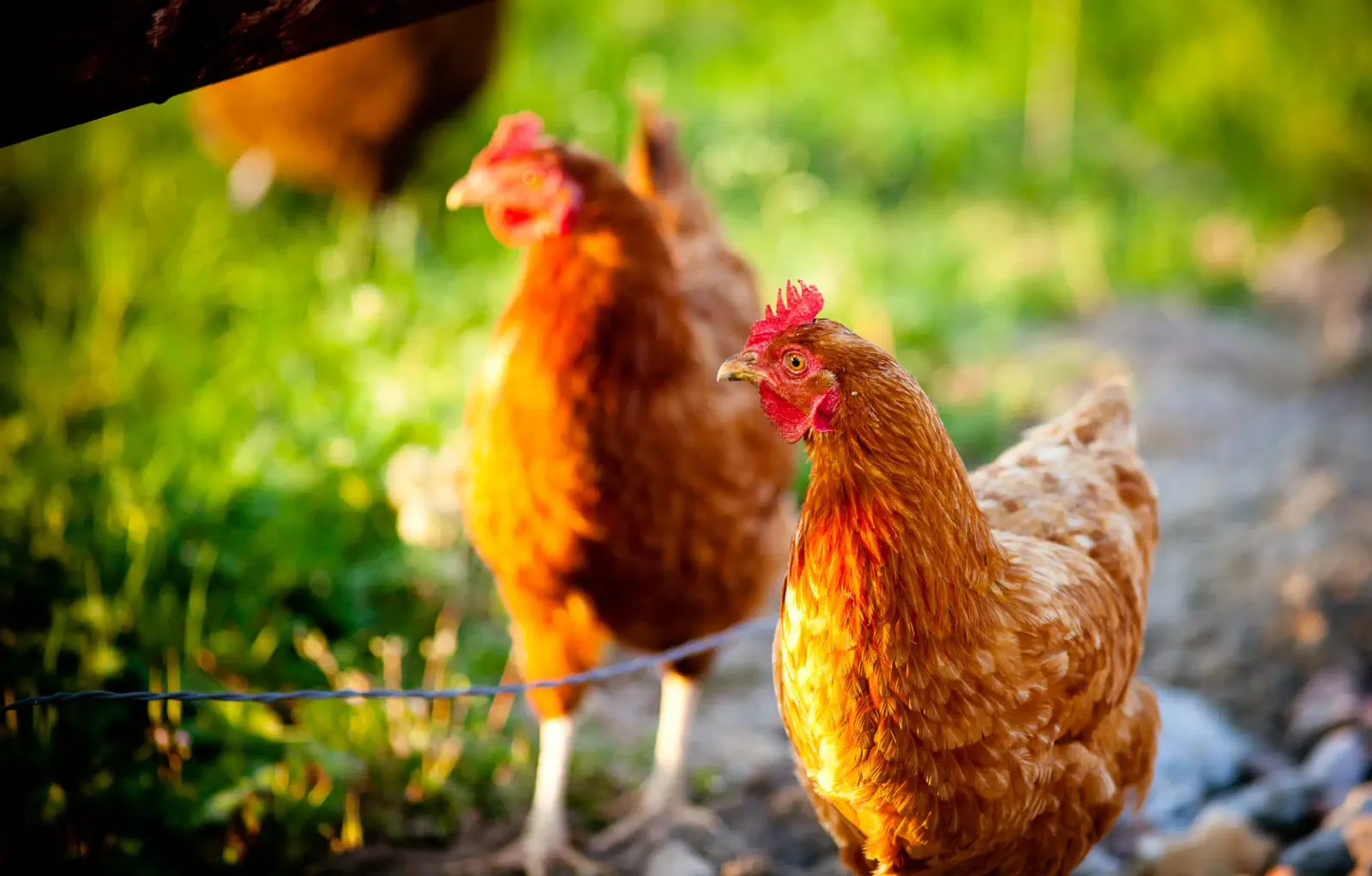 La poule aux œufs d'Eure, œufs fermiers
